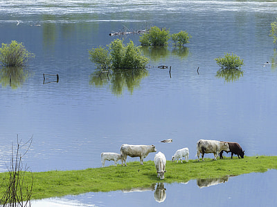 white and brown cow on grass beside body of water during daytime thumbnail
