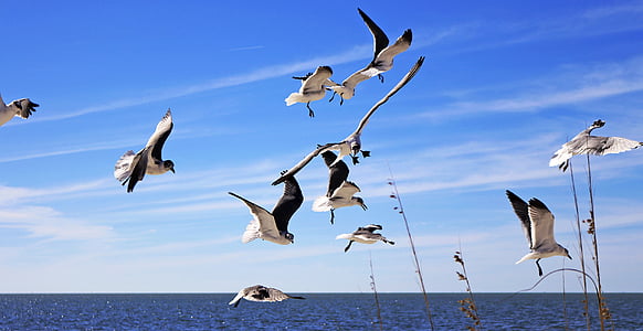 flock of white birds on sky thumbnail