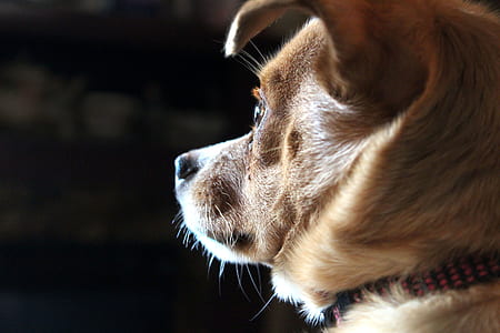 Closeup Photo of Short-coated Tan Dog thumbnail