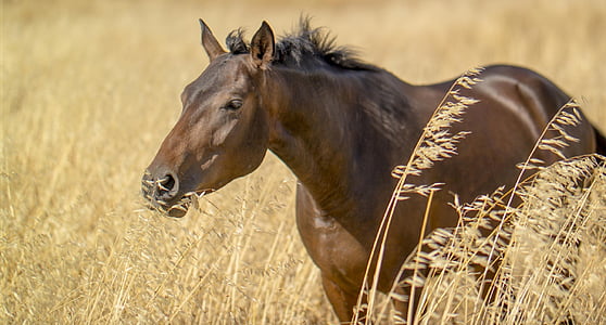 brown horse in close-up photography thumbnail