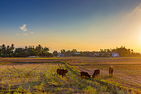 four brown cattle on field at daytime thumbnail