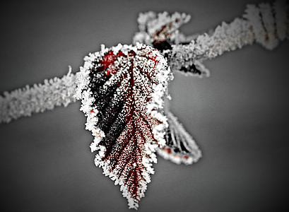 red ovate leaf covered with snow thumbnail