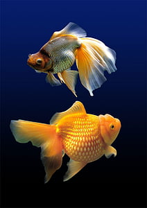 two orange goldfish thumbnail