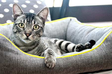 silver tabby car on gray cushion thumbnail