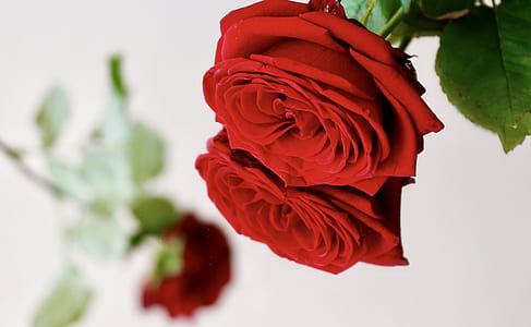 selective focus photo of red rose thumbnail