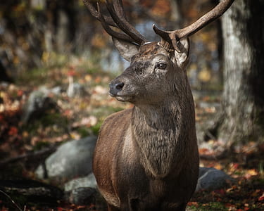 Tilt Shift Lens Photography of Deer thumbnail