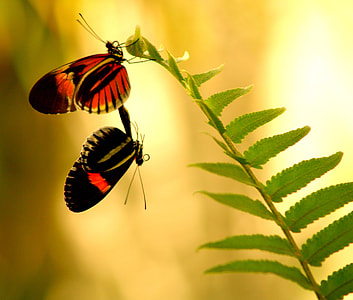 shallow focus photography of red and black butterflies on green leaves thumbnail