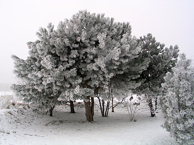 trees covered by snows thumbnail