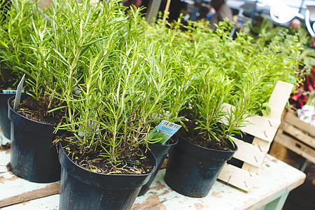 Fresh rosemary at a market thumbnail