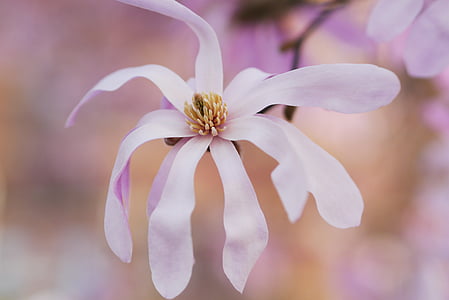 closeup photography of white magnolia flower thumbnail