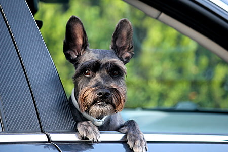 miniature schnauzer inside the car thumbnail