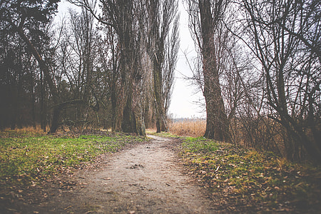 Lakeside Autumn/Winter Path thumbnail