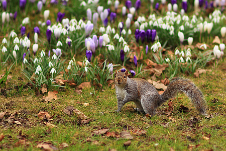 brown squirrel surrounded with white and purple tulip flowers thumbnail