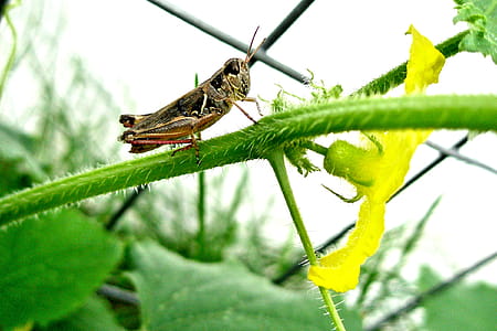 Grasshopper studying a tomato blossom thumbnail