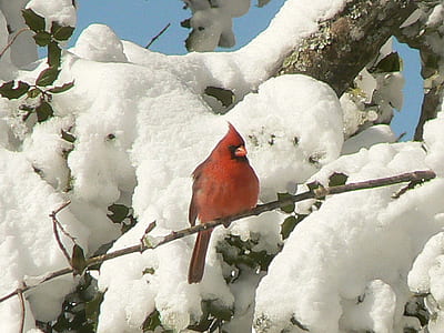 red Cardinal bird perch on tree branch during daytime thumbnail