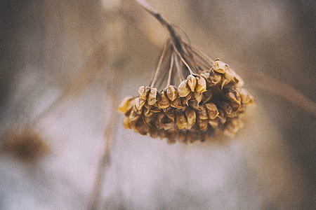 selective focus photography of dried leaves thumbnail