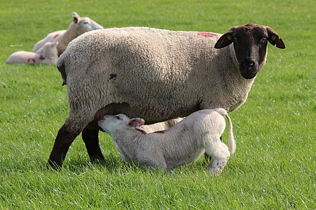 calf drinking milk to adult sheep thumbnail