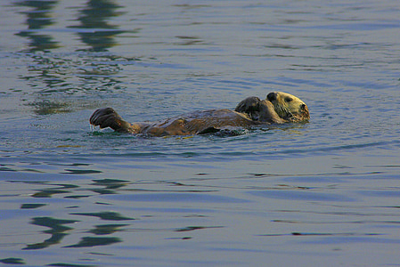 brown animal floating in body of water thumbnail
