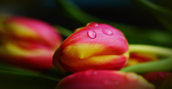 pink and yellow tulip closeup photography thumbnail