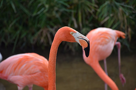 shallow focus of flamingo's head thumbnail