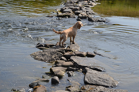Dog In The Water, Refreshment thumbnail