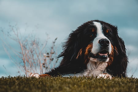 Bernese Mountain dog lying on grass field thumbnail