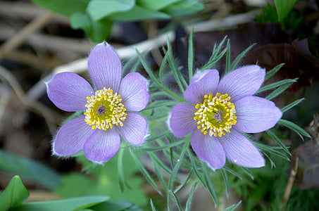 macro shot of purple flowers thumbnail