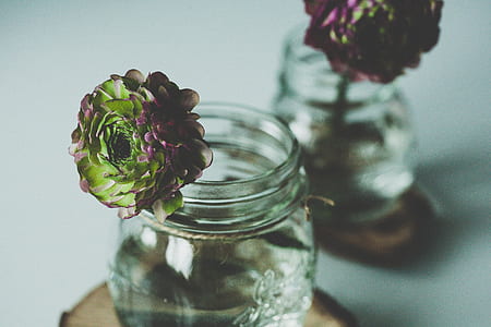 pink-and-green peonies in clear glass jar closeup photo thumbnail