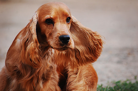 tilt shift lens photography of long-coated brown dog thumbnail