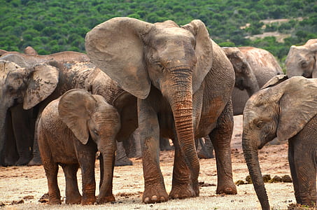 brown elephants thumbnail