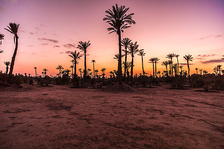 trees on brown sand during sunset thumbnail