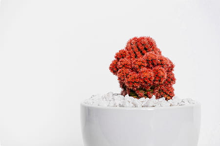 red and green cactus in closeup photography thumbnail
