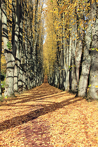 tree cave at daytime thumbnail