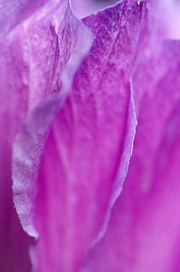close-up photo of purple flower petal thumbnail
