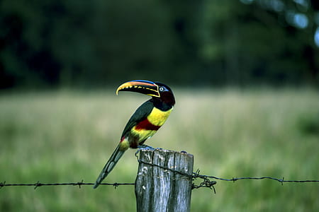 yellow and black bird on fence thumbnail