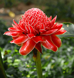 selective focus photography of red petaled flowers thumbnail