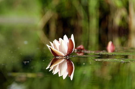 white lotus flower on body of water thumbnail