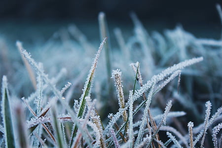 shallow focus photo of green plant covered in white snow thumbnail