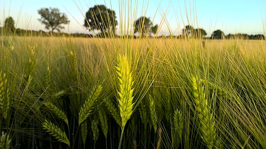 close-up photography of green plant field at daytime thumbnail