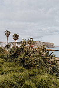 Plants of Portugal thumbnail