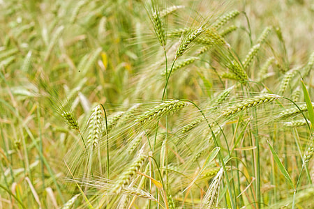 green rice grains thumbnail