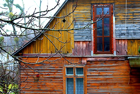 green leafed tree in front of house thumbnail