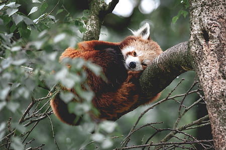 red panda on tree branch on focus photo thumbnail