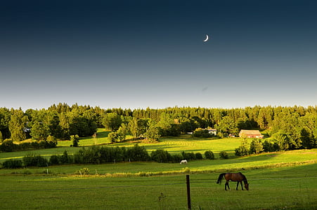 brown horse eating grass on field with trees under blue sky thumbnail