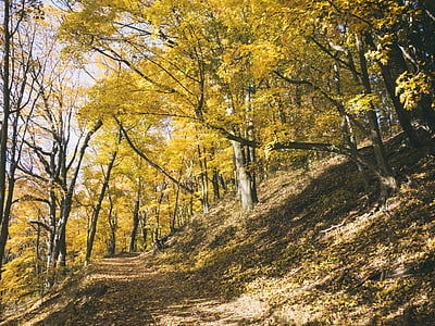 yellow-leafed tree during daytime thumbnail