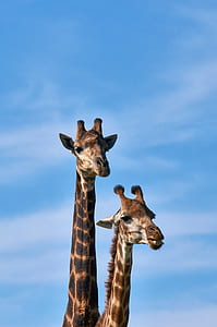 wildlife photography of two giraffes thumbnail
