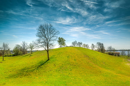 black bare tree on grass field thumbnail