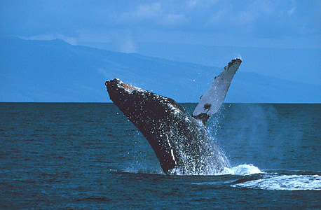 whale on body of water during daytime thumbnail
