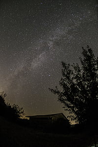 silhouette of trees at night time thumbnail