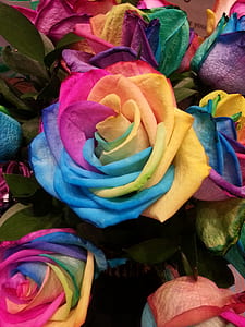 multicolored flowers thumbnail